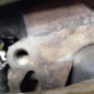 Moteur AUDI A3 2