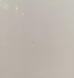Porte avant droit OPEL ZAFIRA TOURER C Photo n°4
