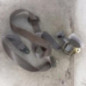 Ceinture avant droit PEUGEOT 406