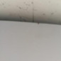 Capot RENAULT KANGOO 2