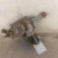 Moteur essuie glace avant droit RENAULT SCENIC 3