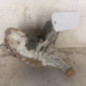 Moteur essuie glace avant droit RENAULT SCENIC 3
