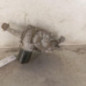 Moteur essuie glace avant gauche RENAULT SCENIC 3