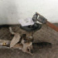 Cremaillere assistee FORD FOCUS 3