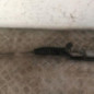 Cremaillere assistee OPEL ASTRA G
