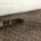 Cremaillere assistee NISSAN MICRA 2