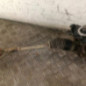 Cremaillere assistee NISSAN MICRA 2