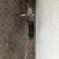 Cremaillere assistee PEUGEOT 307