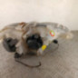 Optique avant principal gauche (feux)(phare) SMART FORTWO 1
