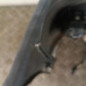 Pare choc avant DACIA LOGAN MCV 1