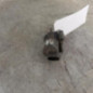Pompe lave glace avant RENAULT TWINGO 1