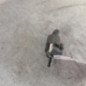 Pompe lave glace avant RENAULT TWINGO 1