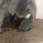 Pare boue avant gauche CITROEN C4 PICASSO 1