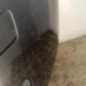 Pare choc avant CITROEN C4 1