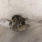 Pompe de direction NISSAN MICRA 2