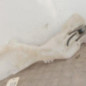 Vase de lave glace RENAULT MEGANE 4