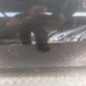Porte avant gauche RENAULT LAGUNA 3