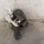 Ceinture avant gauche RENAULT CLIO 3