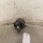 Anti brouillard droit (feux) RENAULT MEGANE 4