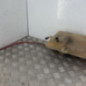 Vase d'expansion CITROEN JUMPER 1