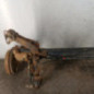 Train arriere complet CITROEN BERLINGO 1