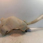 Vase de lave glace PEUGEOT 307