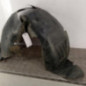 Pare boue avant gauche PEUGEOT 206