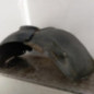 Pare boue avant droit RENAULT SCENIC 2