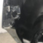Pare choc arriere RENAULT MEGANE 4