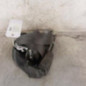 Ceinture avant gauche RENAULT SCENIC 3