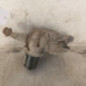 Moteur essuie glace avant gauche RENAULT SCENIC 3