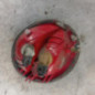 Feu arriere principal droit (feux) VOLKSWAGEN NEW BEETLE 1