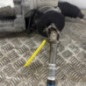 Cremaillere assistee CITROEN C3 PICASSO