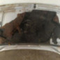 Capot CITROEN SAXO