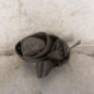 Ceinture avant gauche RENAULT KANGOO 1