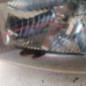 Optique avant principal gauche (feux)(phare) FORD RANGER 3