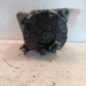 Alternateur CITROEN JUMPER 3