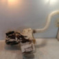 Vase de lave glace RENAULT TRAFIC 3 COURT