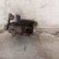 Etrier arriere droit (freinage) PEUGEOT 2008 1