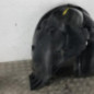 Pare boue avant gauche RENAULT CLIO 3