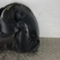 Pare boue avant gauche RENAULT CLIO 3