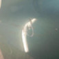 Porte avant gauche RENAULT CLIO 2