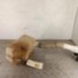 Vase de lave glace FIAT SCUDO 2