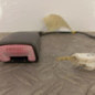 Attache ceinture avant gauche PEUGEOT 107