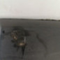 Pare choc avant RENAULT MEGANE 2
