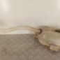 Vase de lave glace RENAULT KANGOO 2