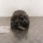 Alternateur RENAULT CLIO 2