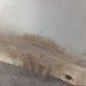Aile avant droit FORD TRANSIT 3