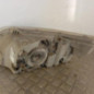 Optique avant principal droit (feux)(phare) CHEVROLET AVEO 1
