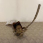 Etrier arriere gauche (freinage) PEUGEOT 307